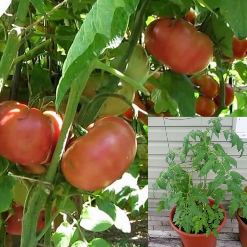 Tomatoes Brandywine Plant 1 Gallon Solanum Lycopersicum Plant Live Plant Pv7Ht7