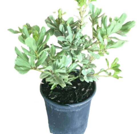 Pittosporum Tobira Variegata Dwarf 5Gallon Japanese Pittosporum Live Plant Outdoor Ho7