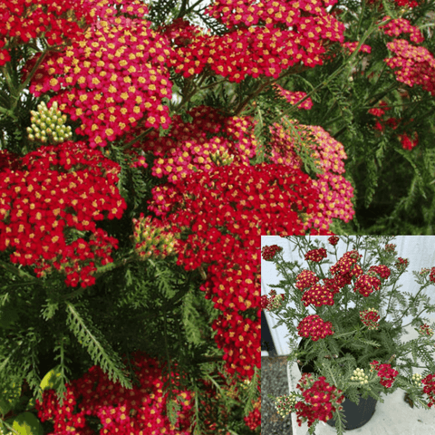 Achillea Paprika 1Gallon Achillea Paprika Red 1Gallon Achillea Millefolium Paprika Plant Paprika Yarrow Live Plant Outdo