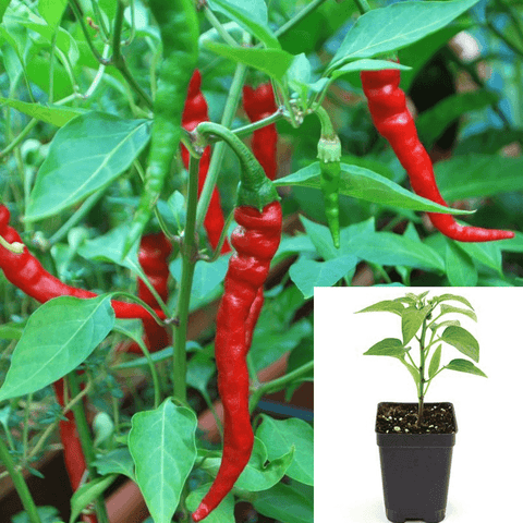 Pepper Cayenne Plant 4Inches Pot Capsicum Frutescens Plant Tabasco Pepper live plant Ht7 Best