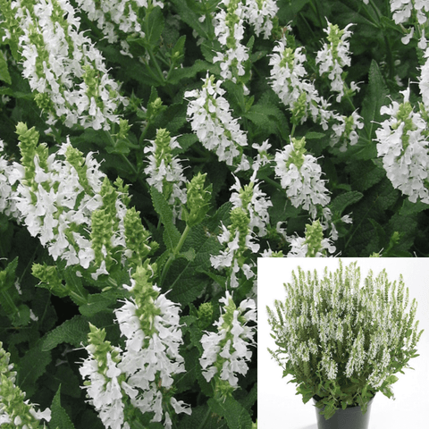 Salvia Nemorosa Snowhill 1Gallon Woodl Sage White Flowering Plant Outdoor Live Plant