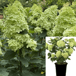 Hydrangea Pan Limelight 1 Gallon Paniculata Plant Hardy Live Plant Outdoor Shrub Mr7