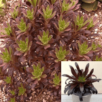 Aeonium Xlogan Rock Agavaceae Succulent Drought Tolerant 4Inches Pot Houseplant Succulent Drought Tolerant Live Plant Ht