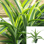 Dracaena Lemon Lime Indoor House Air Purifying Shrub Plant 4Inches Pot 1 2Ft Tal Ht7