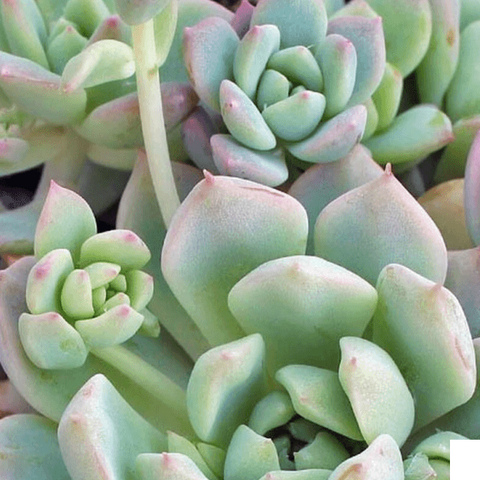3Cuttings Echeveria Prolifica Agavaceae Succulent Live Plant Not Rooted