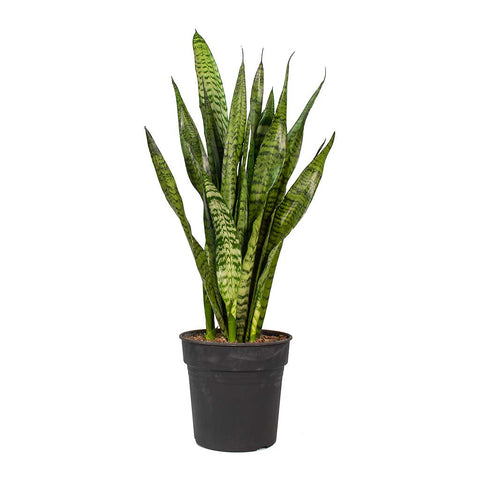 Snake Green Snake Plant Mother In Law Tonge Plant 1Gallon Pot Ceylon Bowstring Ht7 Best