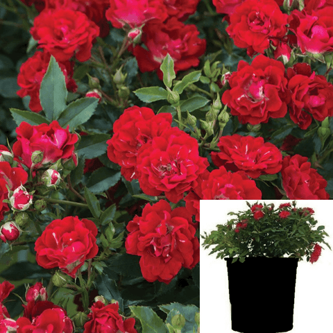 Rosa Groundcover Red 2Gallon Rosa Drift Red Drift Rose Plant Groundcover Rose Rose Plant Flower Live Rose Plant Gr7