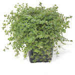 Thymus Elfin 1Gallon Wild Thyme Plant Elfin Serpyllum Thyme Miniature Thyme Live Plant Outdoor Mr7