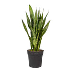 Snake Zeylanica Plant tongue of mother in law stripe snake plant Ceylon Bowstring Hemp Live Plant Indoor House Best air purifier  2 GALLON Pot HT7