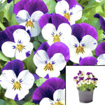 Viola White Purple Helen Mount Pansy Plentifall Frost Live Plant 4Inches Pot Live Ht7 Best