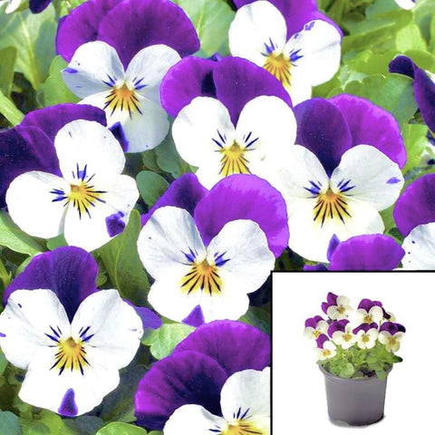 Viola White Purple Helen Mount Pansy Plentifall Frost Live Plant 4Inches Pot Live Ht7 Best