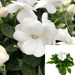 New Guinea Impatiens Painted White 6Inches Plantimpatiens Hawkeri White Plant Flower Live Plant