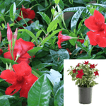 Mandevilla Original Crimson 2Gallon Mandevilla Sun Parasol Original Crimson Flower Outdoor Live Plant Bell Flower Ht7