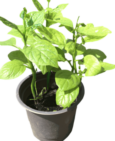 Basella Alba Malabar Spinach 4Inches Pot Plant Malabar Spinach Vine Spin Ht7