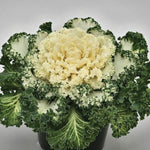Flowering Kale White 1 Gallon Ht7 Plant Ornamental Kale White Plant Flowering Kale Plant Pn7