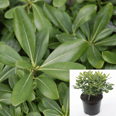 Pittosporum Tobira 5Gallon Japanese Pittosporum Plant Shrub Outdoor Live Plant Ho7