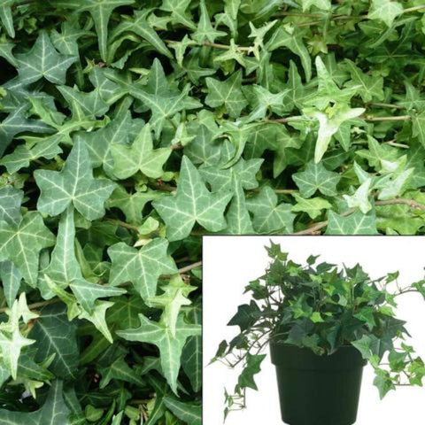 Hedera Eva 1Quart Hedera Helix Eva Plant Eva English Ivy Live Plant Outdoor Groundcovering Wall Covering Ivy Ht7