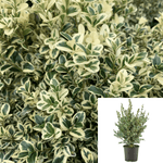 Buxus Sempervirens Variegated Plant Buxus Sempervirens Boxwood Variegated Plant Variegated Boxwood 5Gallon Live Plant