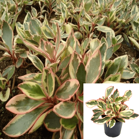 Peperomia Tricolor Plant Peperomia Ginny Variegated Plant 6Inches Pot Peperomia Ht7