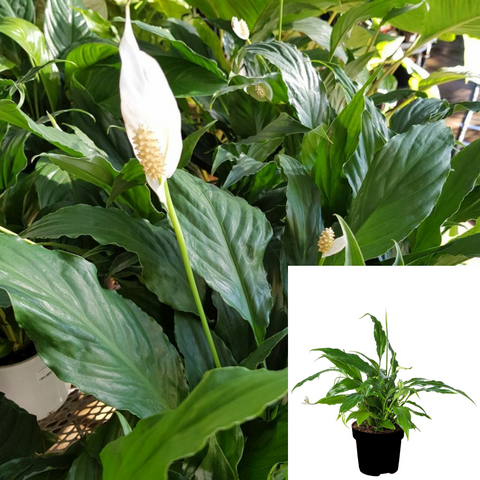 Spath Peace Lily 1 Gallon Spathiphyllum Wallisii Foliage House air purifying white flower Live Plant Pr7ht7 Best