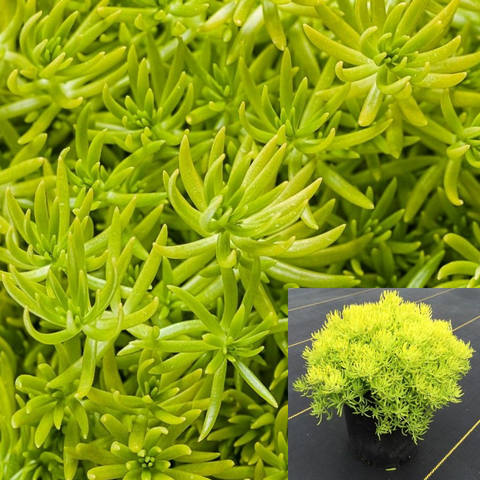 Sedum Lemon Ball Plant 6Packs Of 2Inches Pot Lemon Ball Ground Covering Live Plant Succulent