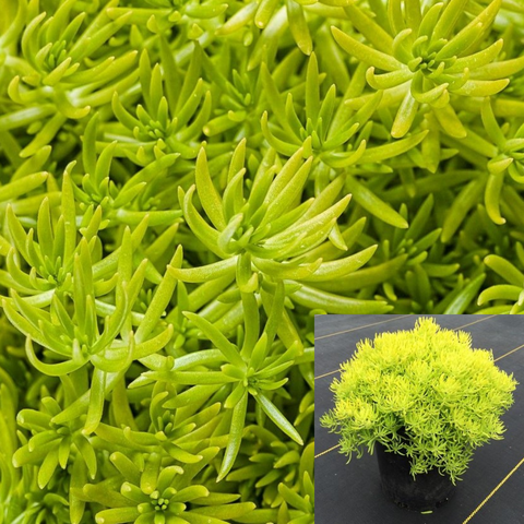 Sedum Lemon Ball Plant 6Packs Of 2Inches Pot Lemon Ball Ground Covering Live Plant Succulent Ht7