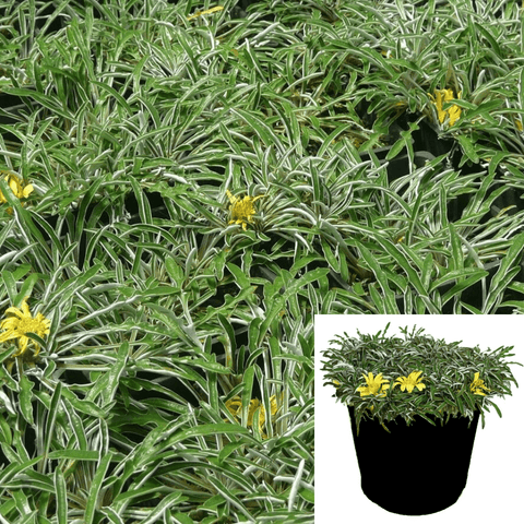 Dymondia Margaretae 1Gallon Pot Silver Carpet Plant Carpet Daisy Silver Carpet Tapytm Live Plant Mr7Gr7