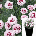 Carnation Pink Dianthus Caryophyllus 1Gallon Dianthus Caryophyllus Clove Pink Live Plant Ht7