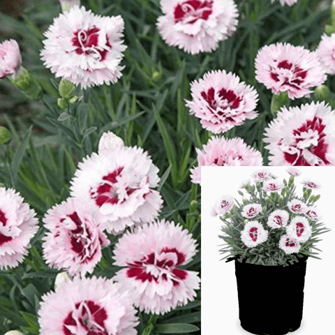 Carnation Pink Dianthus Caryophyllus 1Gallon Dianthus Caryophyllus Clove Pink Live Plant Ht7