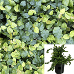 Ficus Pumila 5Gallon Plant Creeping Fig Wall Covering Plant Plant Climbing Fig Live Plant Outdoor Plant Climbers