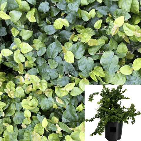 Ficus Pumila 5Gallon Plant Creeping Fig Wall Covering Plant Plant Climbing Fig Live Plant Outdoor Plant Climbers