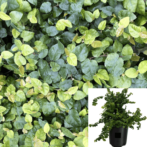 Ficus Pumila Plant Creeping Fig Wall Covering Plant Plant Climbing Fig Plant 5Gallon Live Plant Outdoor Plant Climbers G