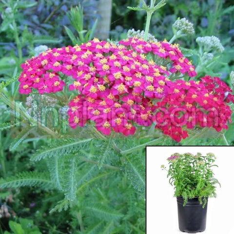 Achillea New Vintage Violet 1 Gallon True Pink Flower Yarrow Live Plant Mr7 1 Gallon