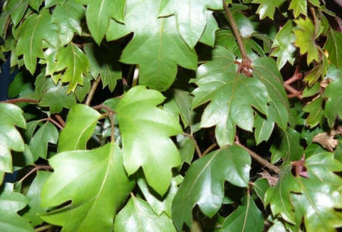 20 Cuttings Ivy Oak Ivy Oak Leaf Ivy Hanging Climbing Grape Ivy Vine Wall covering Leaf Ivy Venezuela 5 Long Plant Not R