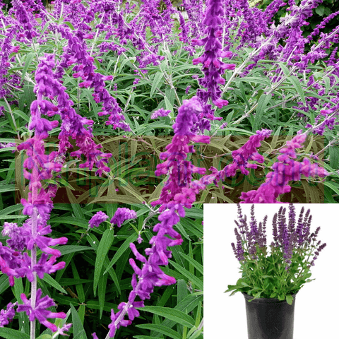 Salvia Santa Barbara Plant Dwarf Mexican Bush Sage 5Gallon Live Plant Outdoor Plant Bush Fr7Gr7