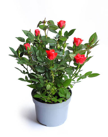 Rosa Love 5Gallon Plant Grandiflora Rrose Red Plant Red Rose Plant Outdoor Flower Live Plant Gr7