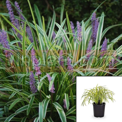 Liriope Muscari Silvery Sunproof Royal Blue Plant Lily Turf Variegated Live Plant 1Gallon
