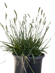 Sesleria Greenlees Select 1 Gallon Greenlee Moor Grass Full Live Plant Fr7