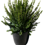 Myrtus Communis Compacta 1Gallon Dwarf Myrtle Plant Myrtus Communis Compacta Plant Perennial Outdoor Live Plant Fho7