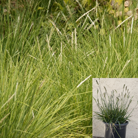 Sesleria Greenlees Select 1Gallon Greenlee Moor Grass Full Live Plant Fr7
