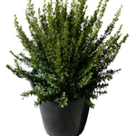 Myrtus Communis Compacta 5 Gallon Dwarf Myrtle Plant Perennial Outdoor Live Plant Gr7