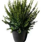 Myrtus Communis Compacta 5Gallon Dwarf Myrtle Plant Myrtus Communis Compacta Plant Perennial Outdoor Live Plant Gr7