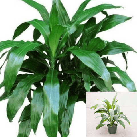 Janet Craig Bush 14-16Inches 1Gallon Plant Dracaena Compacta Pot Mature Plant Upright Foliag Live Plant Ht7 Best