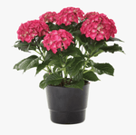 Hydrangea Endless Summer 3 Gallon Pot Macrophylla Bailmacfive Plant Shrub Outdoor Live Plant Fr7