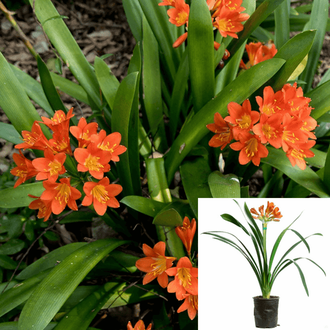 Clivia Hybrid Orange 1Gallon Belgian Hybrid Orange Clivia Plant Natal Lily Live Plant Outdoor Gr7