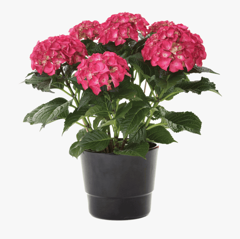 Hydrangea Es Summer Crush 3Gallon Pot Hydrangea Macrophylla Bailmacfive Plant Shrub Outdoor + Live Plant Ho7
