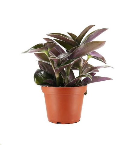 Tradescantia Fuzzy Plant Cobweb Spiderwort Purple 4Inches Pot Premium Rare Live Ht7 Best