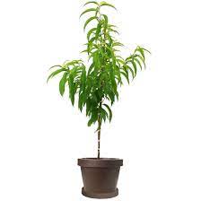 Strawberry Free Peach 5 Gallon Plant Fruit Pink Outdoor Tree Live Plant Gr7