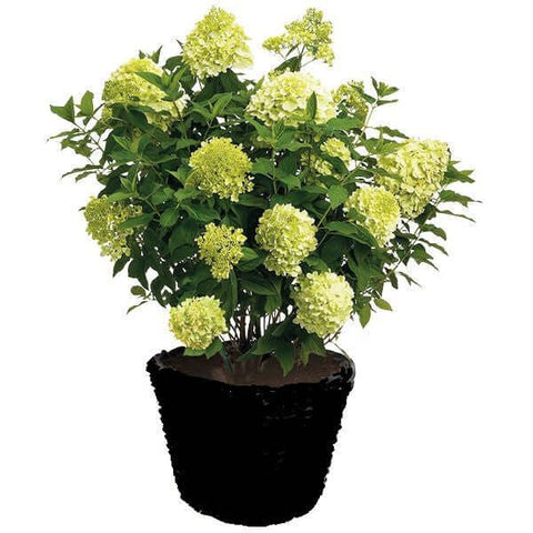 Hydrangea Limelight 3Gallon Pot Panicle Hydrangea Limelight Plant Shrub Outdoor Live Plant Ho7