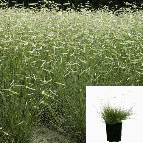 Bouteloua Blonde Ambition 5Gallon Plant Blue Grama Grass Live Plant Fr7